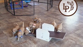 Meet Dixies F1 Standard English Goldendoodle Puppies [upl. by Atima]