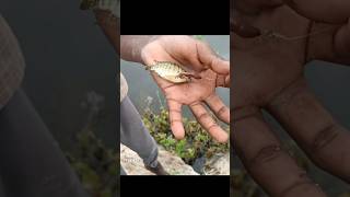 மீனுக்கு இந்த நிலமை fishing village fish [upl. by Adnalahs]