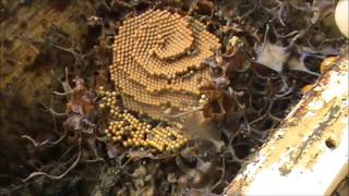 Native Stingless Beehive Rescue Update amp Split [upl. by Oralia]