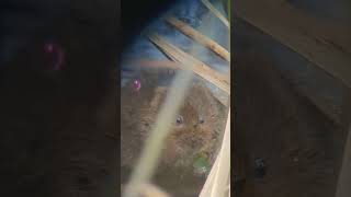 Lovely close view of a Water Vole feeding watervole vole conservation [upl. by Quarta]