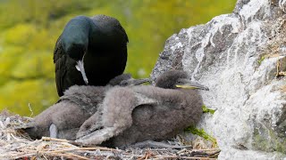 Baby Shags on their Island Seacliff Nursery  Scotland [upl. by Ailaht464]