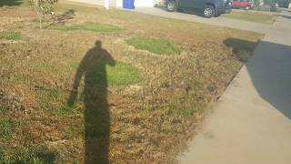 Zenith Zoysia Grass Late October Quick Status Update [upl. by Einrae841]