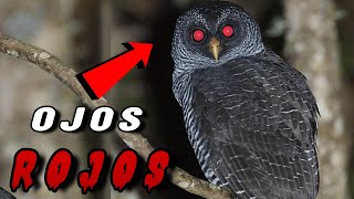 El Misterioso BÚHO NEGRO de ¡Ojos Rojos Conoce su ATERRADOR CANTO 😨 [upl. by Shakespeare]