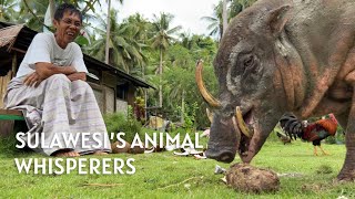 Dr Dolittle  the Animal Whisperers who befriended Sulawesi’s endangered Babirusa [upl. by Aitsirhc829]