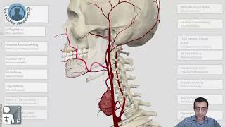 External Carotid Artery [upl. by Akira937]