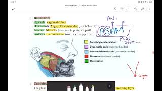 Parotid gland [upl. by Scott]