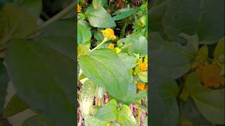 Acmella paniculata plant ☘️video nature flowers shorts aruveda [upl. by Secilu]