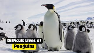 The Challenging World Of Penguins [upl. by Aittam]