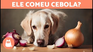 CEBOLA faz MAL para CACHORRO 🐶🧅 INTOXICAÇÃO e O QUE FAZER [upl. by Haeel572]