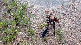 Tarantula Hawk vs Tarantula [upl. by Ilario]