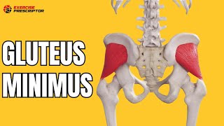 Gluteus mimimus anatomy everything you need to know  biomechanics [upl. by Danie]