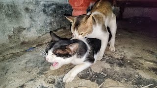 Cats mating  cat mating call sounds  Cats Meowing [upl. by Ahsiek]