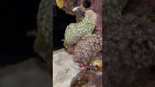 INCREDIBLE SHOCKING FOOTAGE OF UNFILTERED Marine Fish Tank 4K [upl. by Kciv]