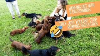 Hanging out with 11 Dachshunds  Terrible QampA  Dachshund VLOG UK [upl. by Ylatan15]