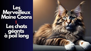 Découvrez les merveilleux Maine Coons  Le chat géant à poil long [upl. by Malo]