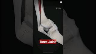 Knee joint movement kneepain knee patella [upl. by Scibert]