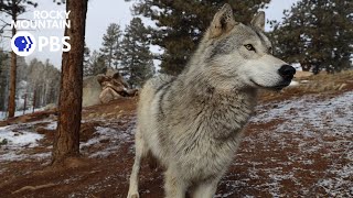 Living with wolves on a mountain cattle ranch [upl. by Krystle]