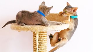 Cute kittens hunt play eat Mix video about cats [upl. by Yejus]