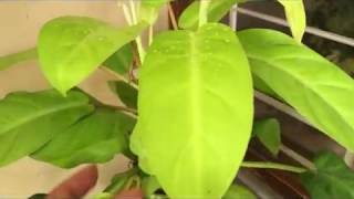 How to grow and care PhilodendronPropagation method of philodendron [upl. by Tomlin]