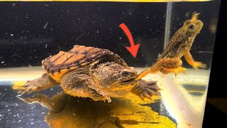 bullfrogsnapping turtle Hungry snapping turtle eats two live bullfrog【LIVE FEEDING】 [upl. by Ettelorahc776]