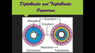 Diploblastic and Triploblastic Organization [upl. by Risan]