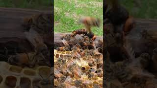 Western Honeybees Defend Their Hive Against a Giant Hornet [upl. by Rosana706]