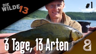 13 Fischarten in 3 Tagen DIE WILDE 13 Folge 1 [upl. by Ginder]