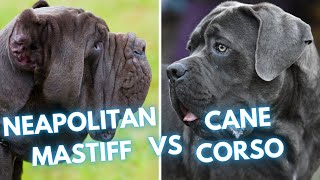 Cane Corso vs Neapolitan Mastiff  Dog Breed Comparison [upl. by Farleigh482]