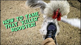 How to tame an aggressive rooster Quick Tip Tuesday [upl. by Akemeuwkuhc]