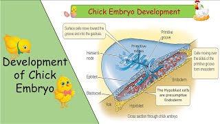 Development of Chick Embryo in UrduHindi  Made Easy  Fsc part 2 [upl. by Ostler]