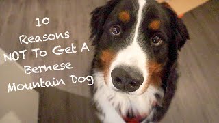 10 Reasons Why The Bernese Mountain Dog Might Not Be The Dog For You [upl. by Chute]