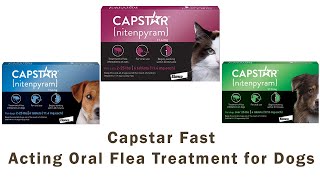 Capstar FastActing Oral Flea Treatment for Dogs  Pets Ben [upl. by Eekcaj307]