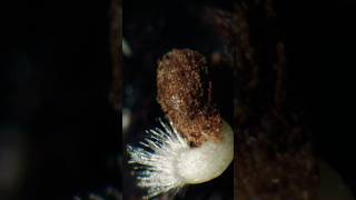 Elegant clarkia seed germination time lapse [upl. by Tiphani]