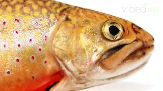 A southern Appalachian brook trout Salvelinus fontinalis at the Tennessee Aquarium [upl. by Anihsak984]