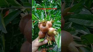 shotsvideo viralvideos Super bhagava Anar Fruit Plants Nursery [upl. by Tamberg]