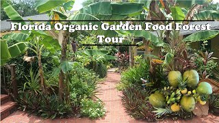 Florida Organic Edible  Tropical Garden Food Forest Tour  July Zone 10a [upl. by Llerahc580]