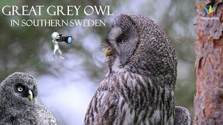 WILDLIFE PHOTOGRAPHY THE AMAZING GREAT GREY OWL  Lappuggla Sweden Nikon Z9 [upl. by Celie]