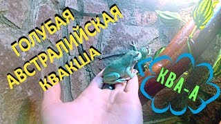 Голубая австралийская квакша Pelodryas Litoria caerulea [upl. by Eirrod]