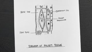 How To Draw Phloem Tissue  Pholem Tissue Diagram Step By Step [upl. by Kirshbaum286]