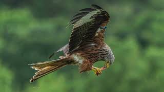 First week of July with Red kites Dumfries and Galloway [upl. by Elmaleh746]