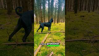 The Worlds Most Protective Dog Breeds Youll Be Amazed by Their Power [upl. by Cirred]