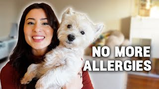 I solved my WESTIES SKIN ALLERGIES Part 1 [upl. by Hugon]