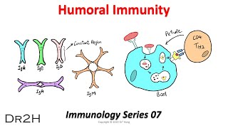 DrHongs Immunology Lecture 07 Humoral Immunity Adaptive Immune Response [upl. by Ilamad]