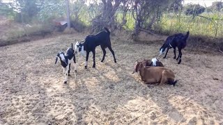 Beautiful Bakri Ka Awaaz  Goat Sounds At Goat Farming [upl. by Dove868]