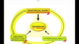 Thrombosis  General Pathology  Bangla [upl. by Anayaran]