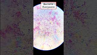 Bacteria under microscope shorts microscope experiment [upl. by Kissiah267]