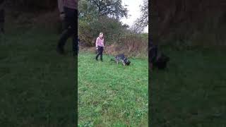 Fährten germanshepherd dogs hundesport dogtraining deutscher schäferhund [upl. by Evslin]