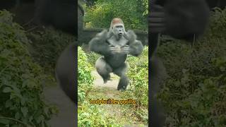 Gorillas have their own fears  weakness of Gorilla  facts shorts Gorilla [upl. by Noland]