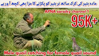 female quail sound  quail sound  madi batair ki awaz 2024 [upl. by Yttig]