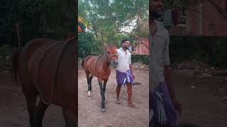 Part 2 Day of vlog Boss anna💜  thirukadaiyur horse race⚠️ shorts trending pigeons horserace [upl. by Heid42]